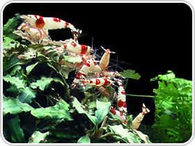 Shrimp Food - Red Bee Shrimp